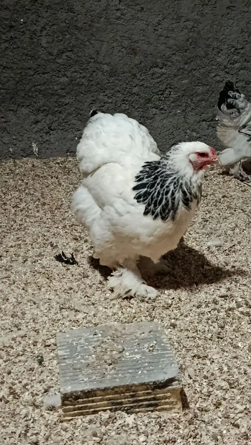 تخم برهما لایت|حیوانات مزرعه|تهران, ترمینال جنوب|دیوار