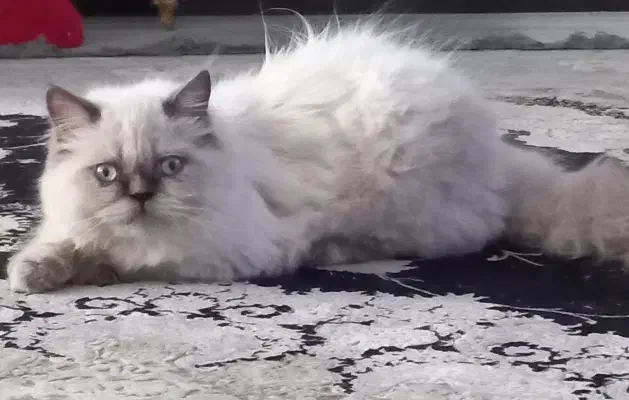 واگذاری یک عدد گربه پرشین|گربه|نی‌ریز, |دیوار