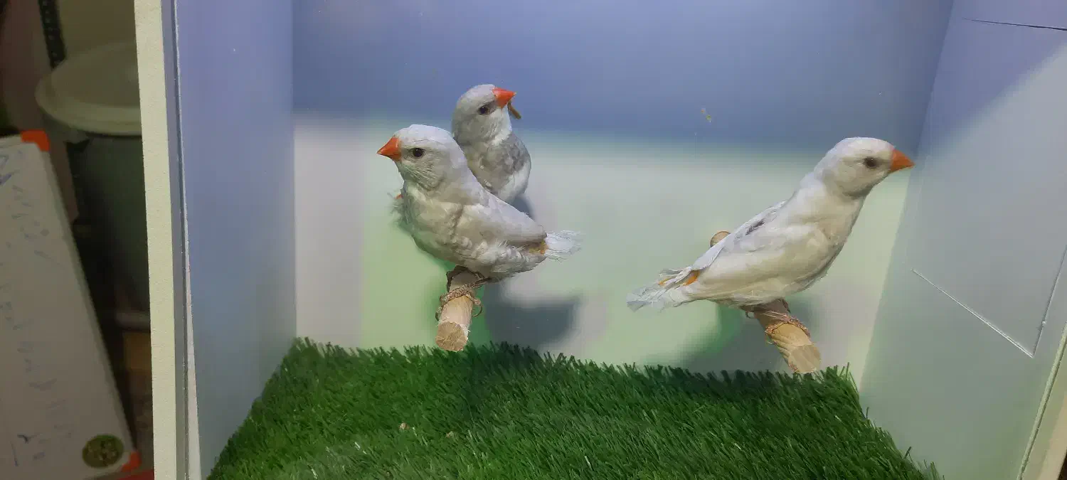 الماسی فنچ|پرنده|تهران, زنجان جنوبی|دیوار