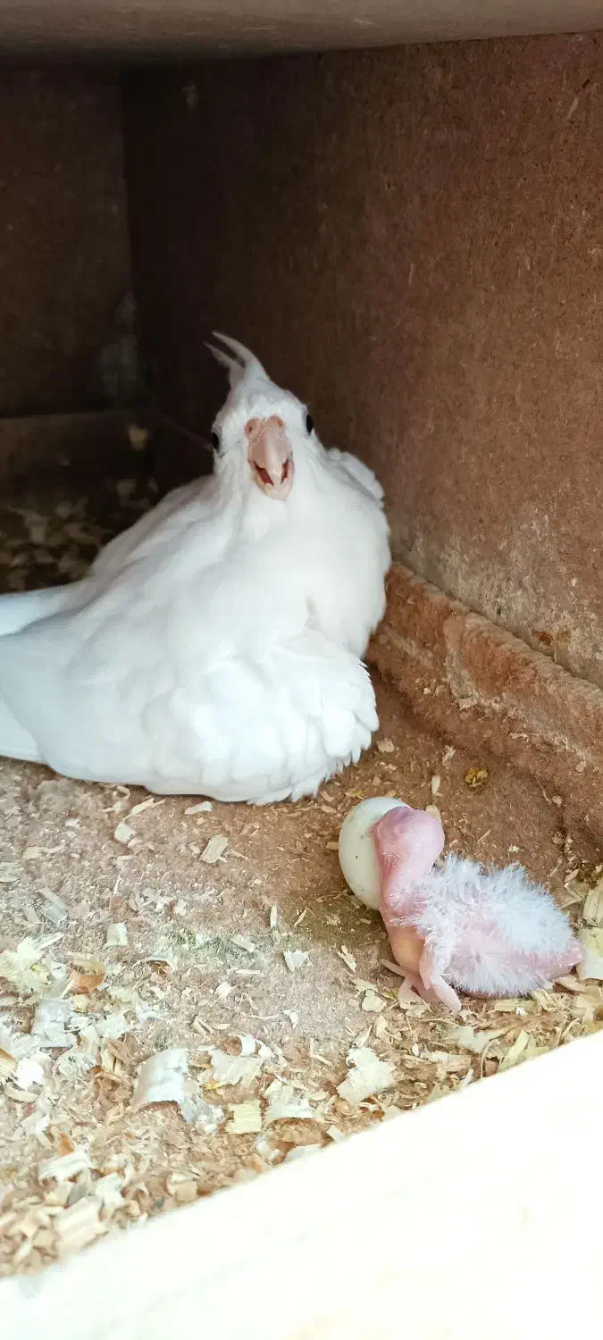 عروس هلندی مولد|پرنده|چابهار, |دیوار