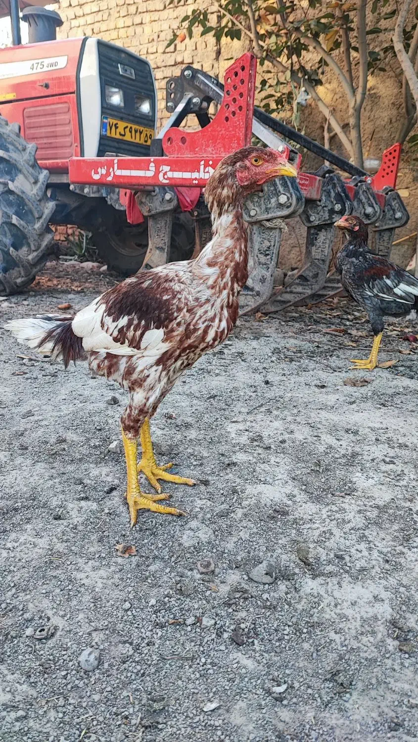 مرغ خروس لاری جوجه|حیوانات مزرعه|مزرعه کتول, |دیوار