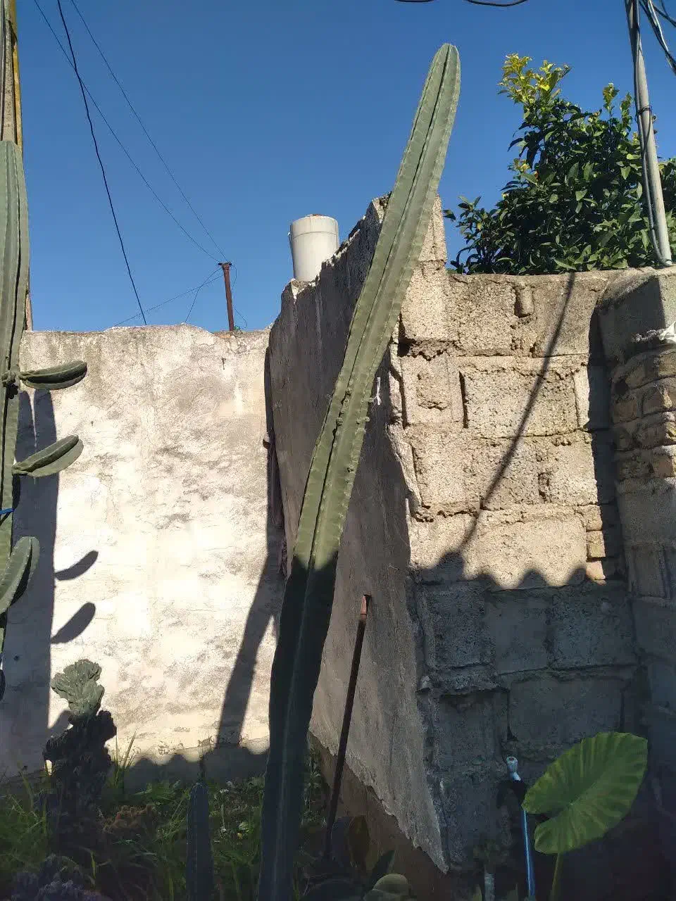 گل کاکتوس پریانوس قیمت مناسب|گل و گیاه طبیعی|کوهیخیل, |دیوار