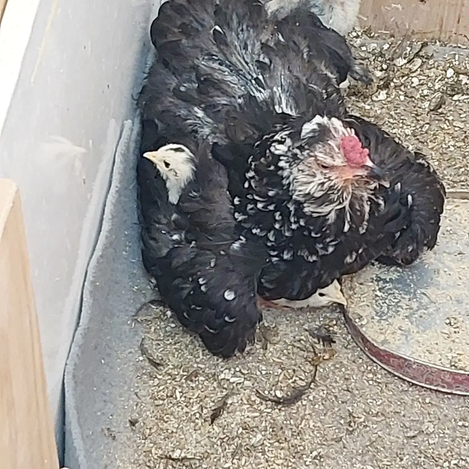 تعدادی جوجه مرغ و خرس گلین|حیوانات مزرعه|شیراز, شهرک گلستان|دیوار