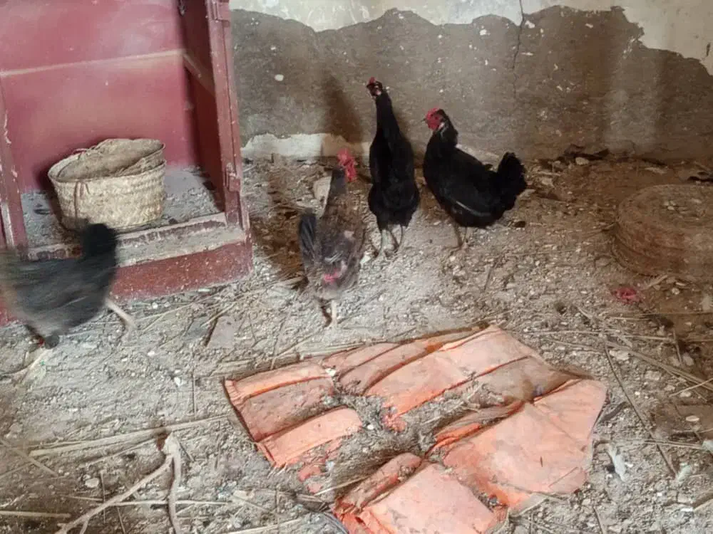 اهواز|حیوانات مزرعه|کارون, |دیوار