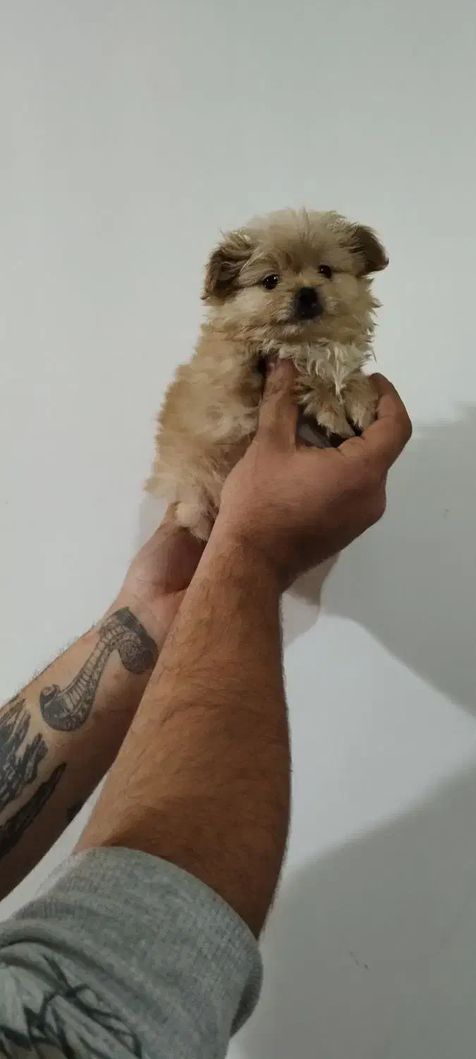 پامر و پکینیز|سگ|تبریز, |دیوار