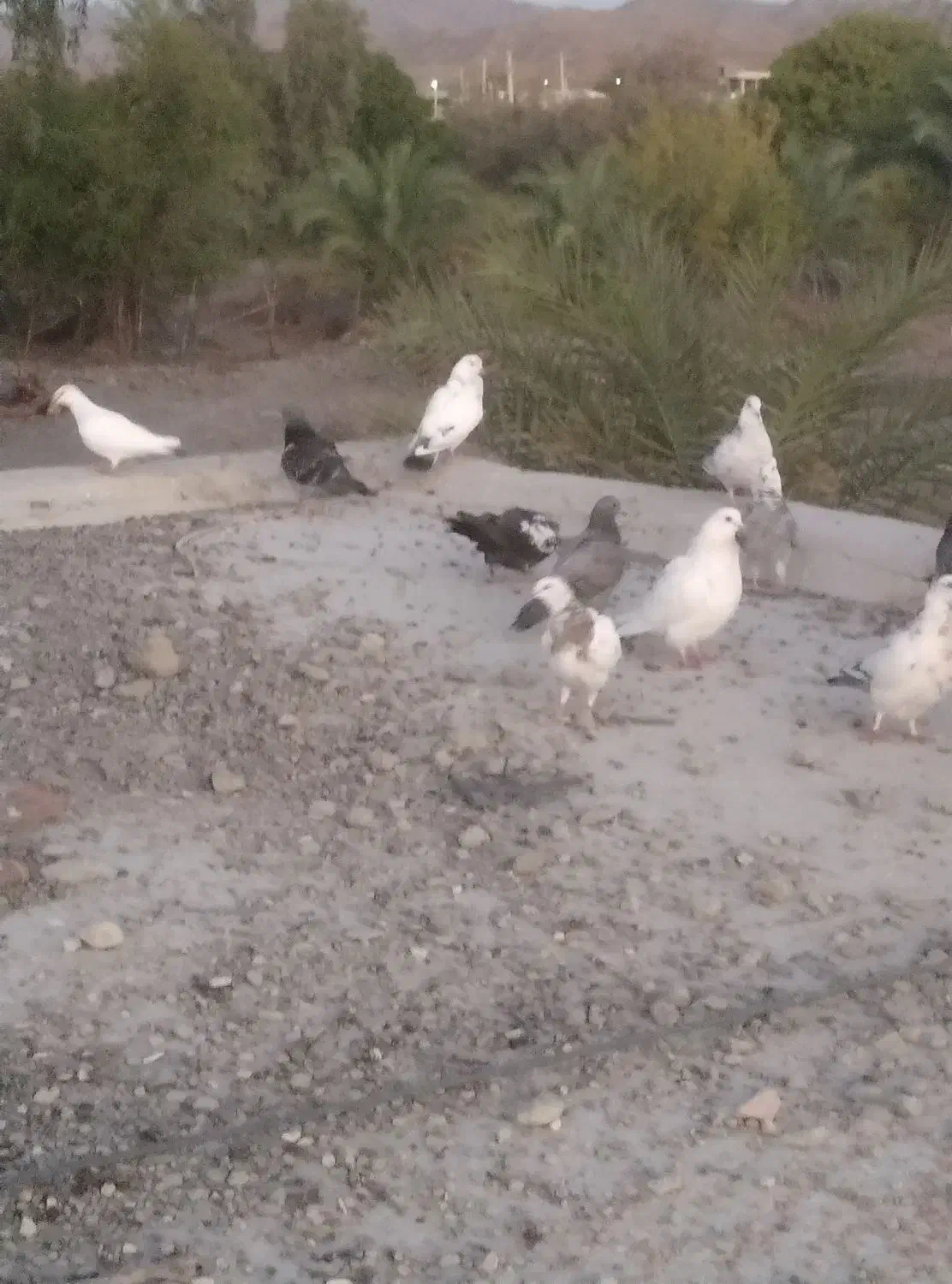 کبوتر|پرنده|نیک شهر, |دیوار