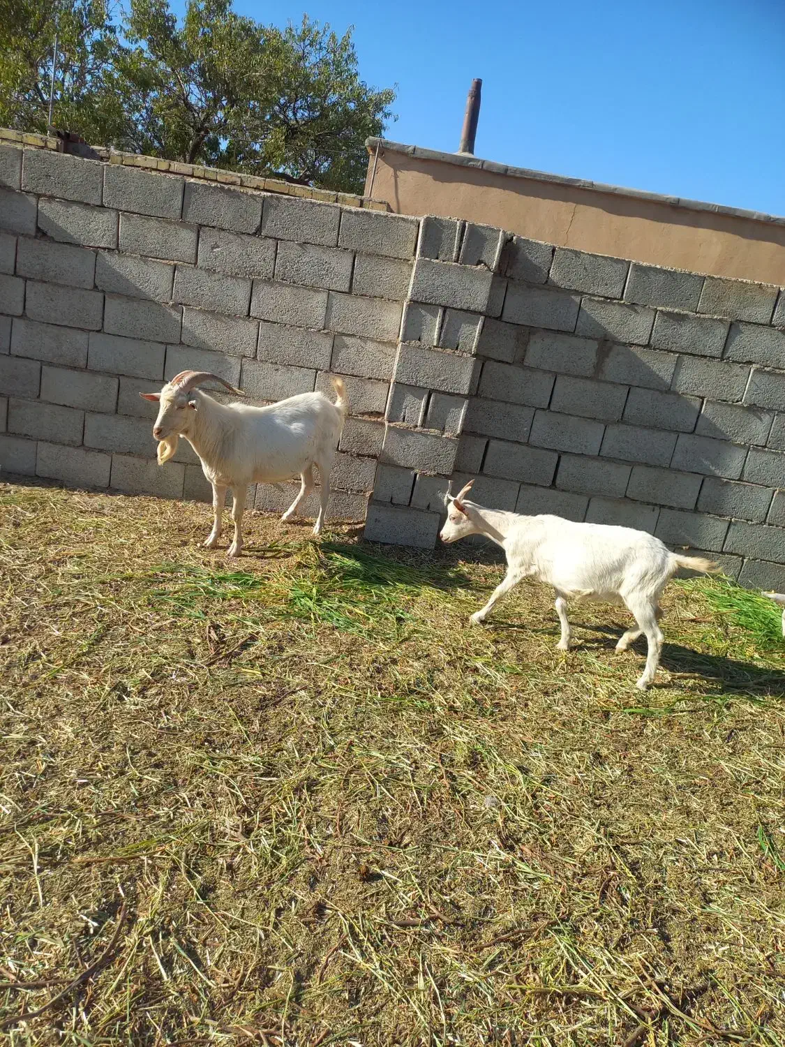 نربز سانن اصل|حیوانات مزرعه|برزک, |دیوار