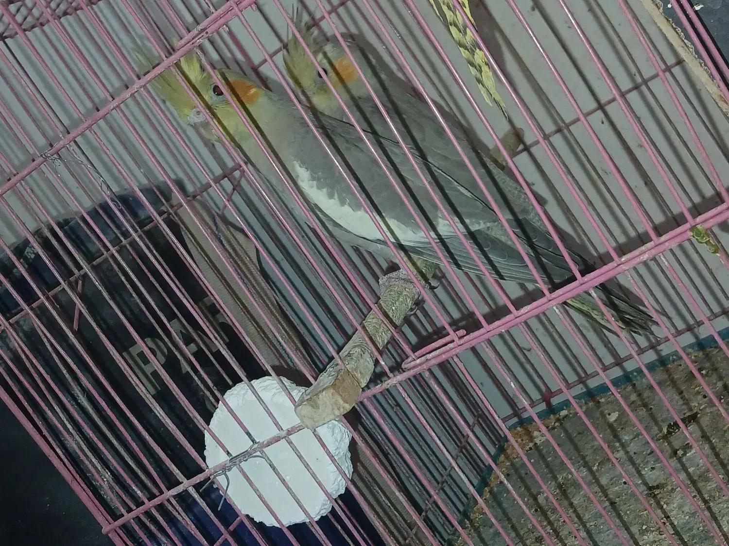 جوجه عروس هلندی|پرنده|گلبهار, شهر جدید گلبهار|دیوار