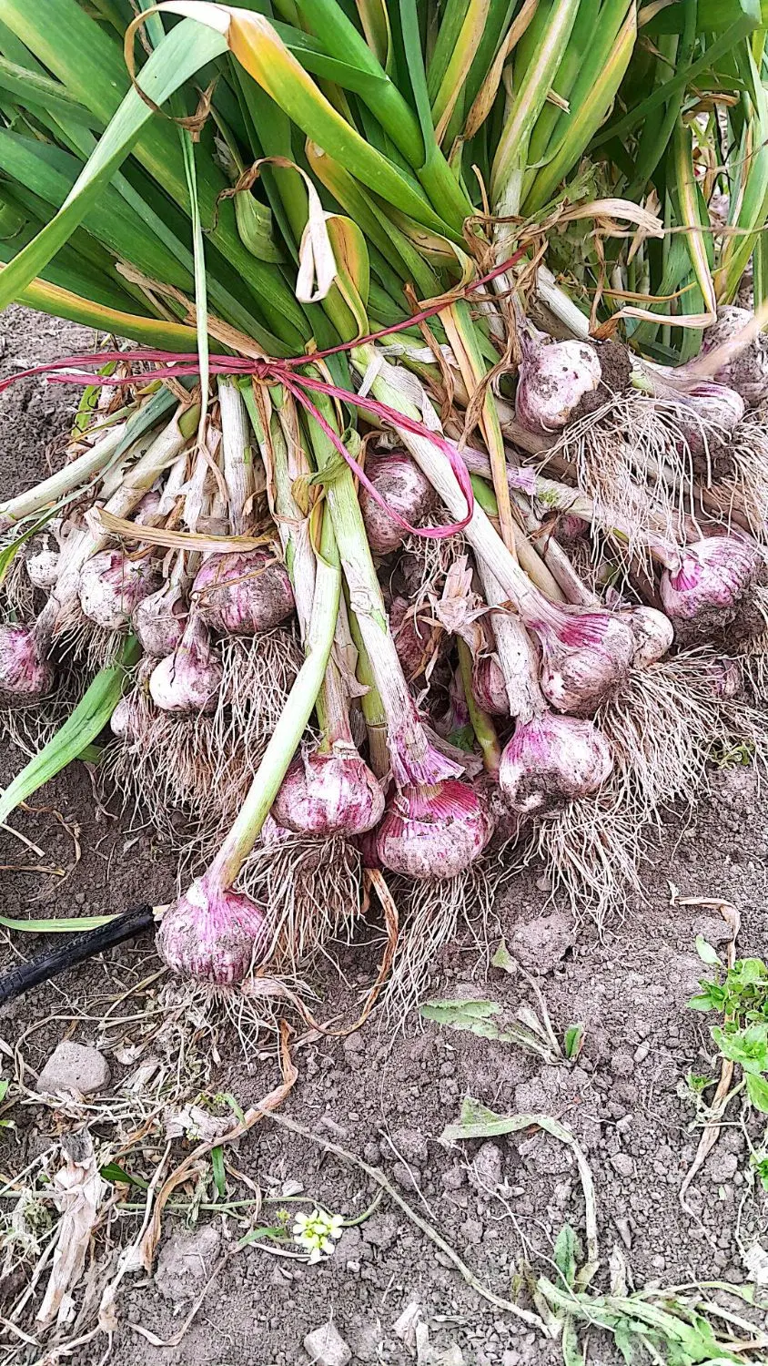 سیر|خوردنی و آشامیدنی|انگوت, |دیوار