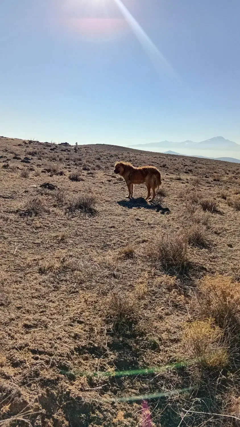 سگ نژاد قدیم شاهسون|سگ|اردبیل, |دیوار