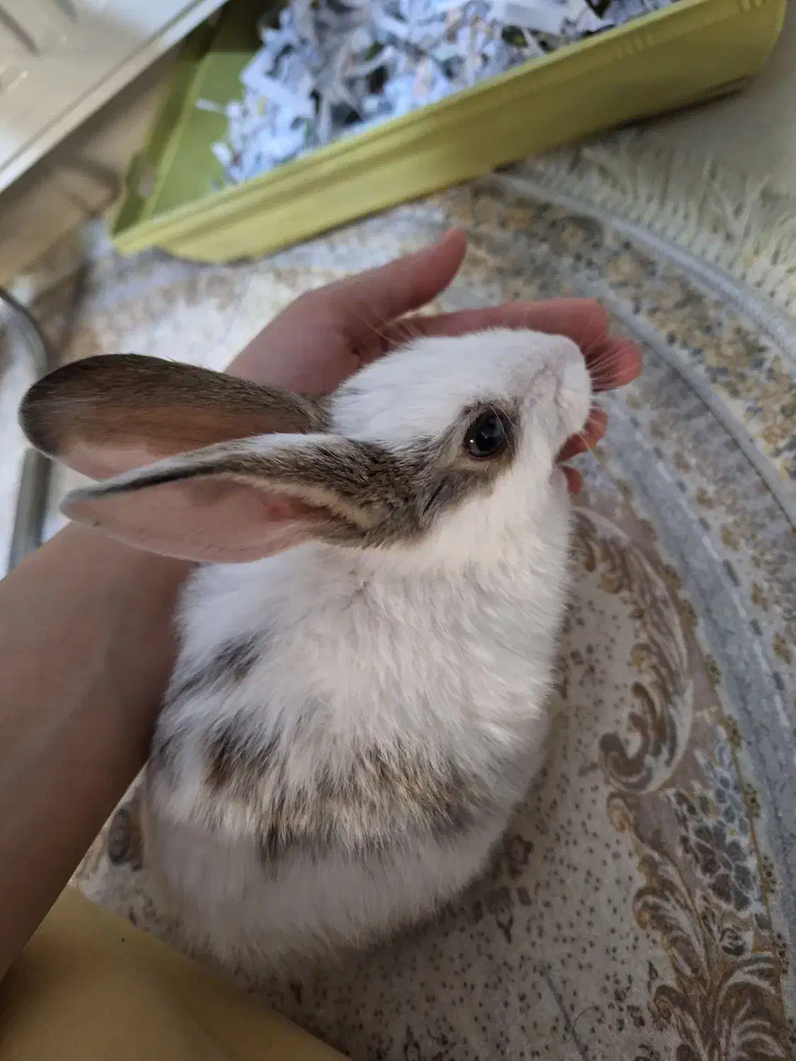 خرگوش بازیگوش|موش و خرگوش|ارومیه, |دیوار