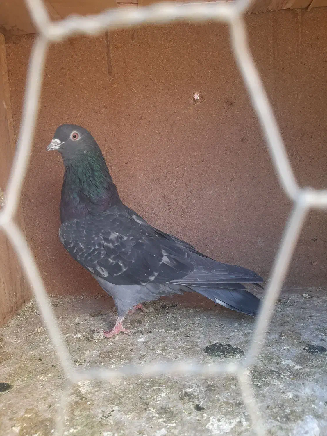 کبوتر پرشی|پرنده|گلپایگان, |دیوار