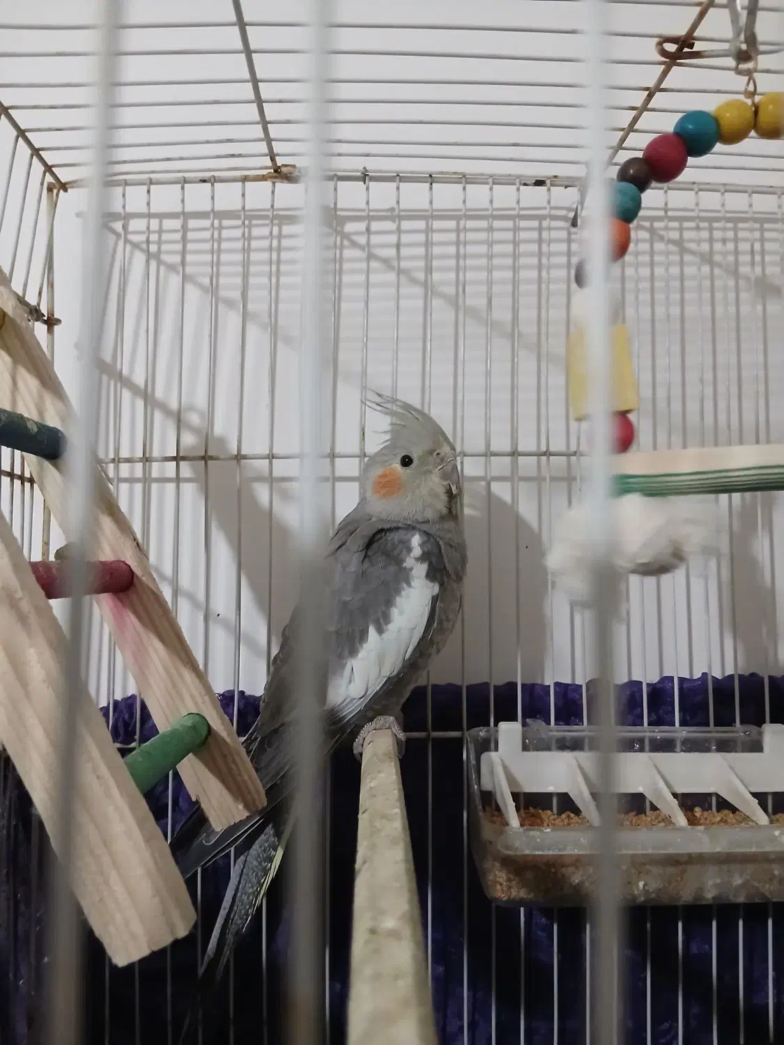 دوتا عروس هلندی|پرنده|بجنورد, |دیوار