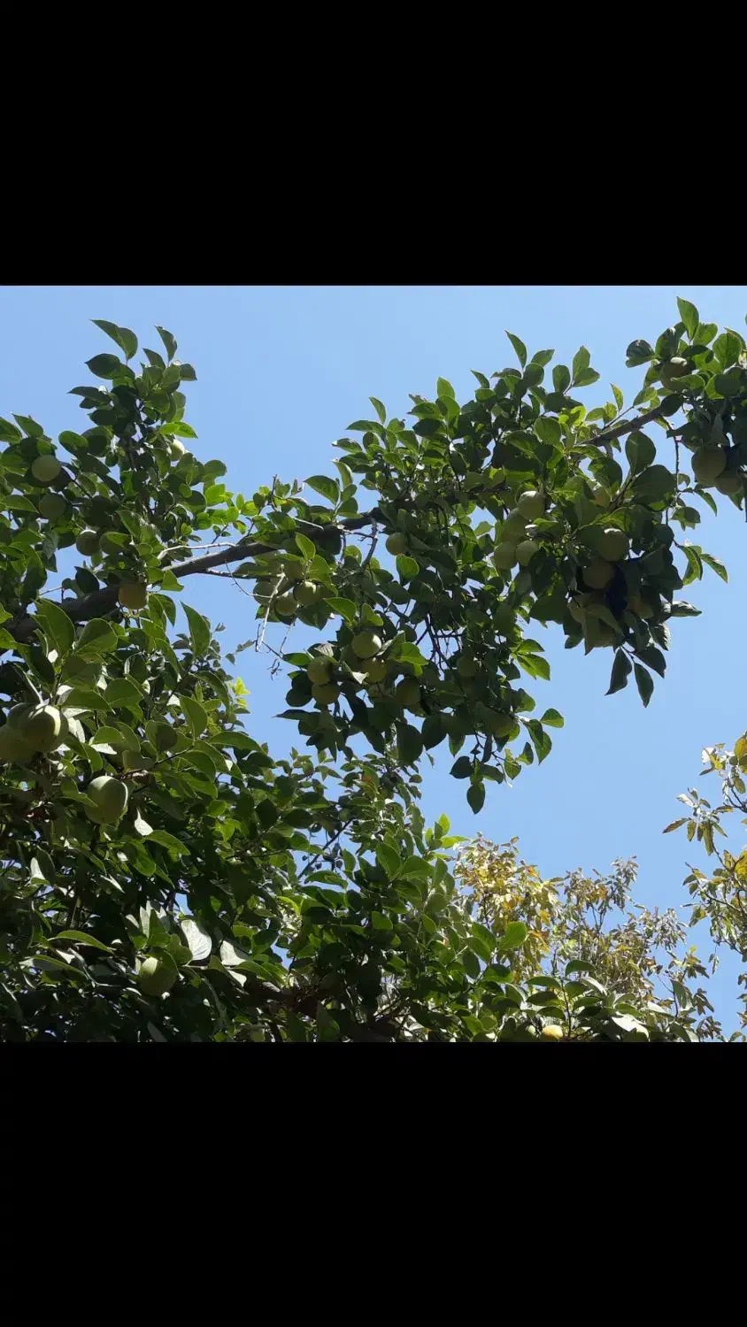 دو درخت خرمالوی دل گاوی وپیوندی بسیارپربار|خوردنی و آشامیدنی|مشکین‌دشت, |دیوار