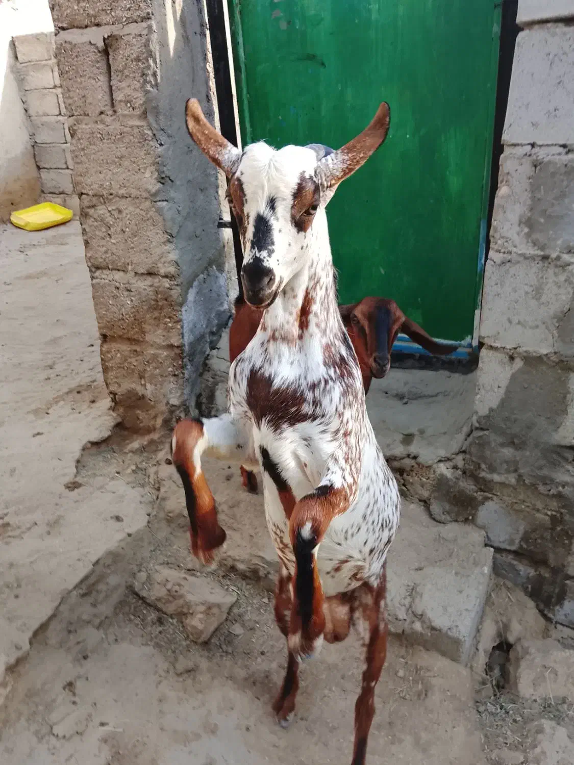 کهره نری شهری|حیوانات مزرعه|قشم, |دیوار