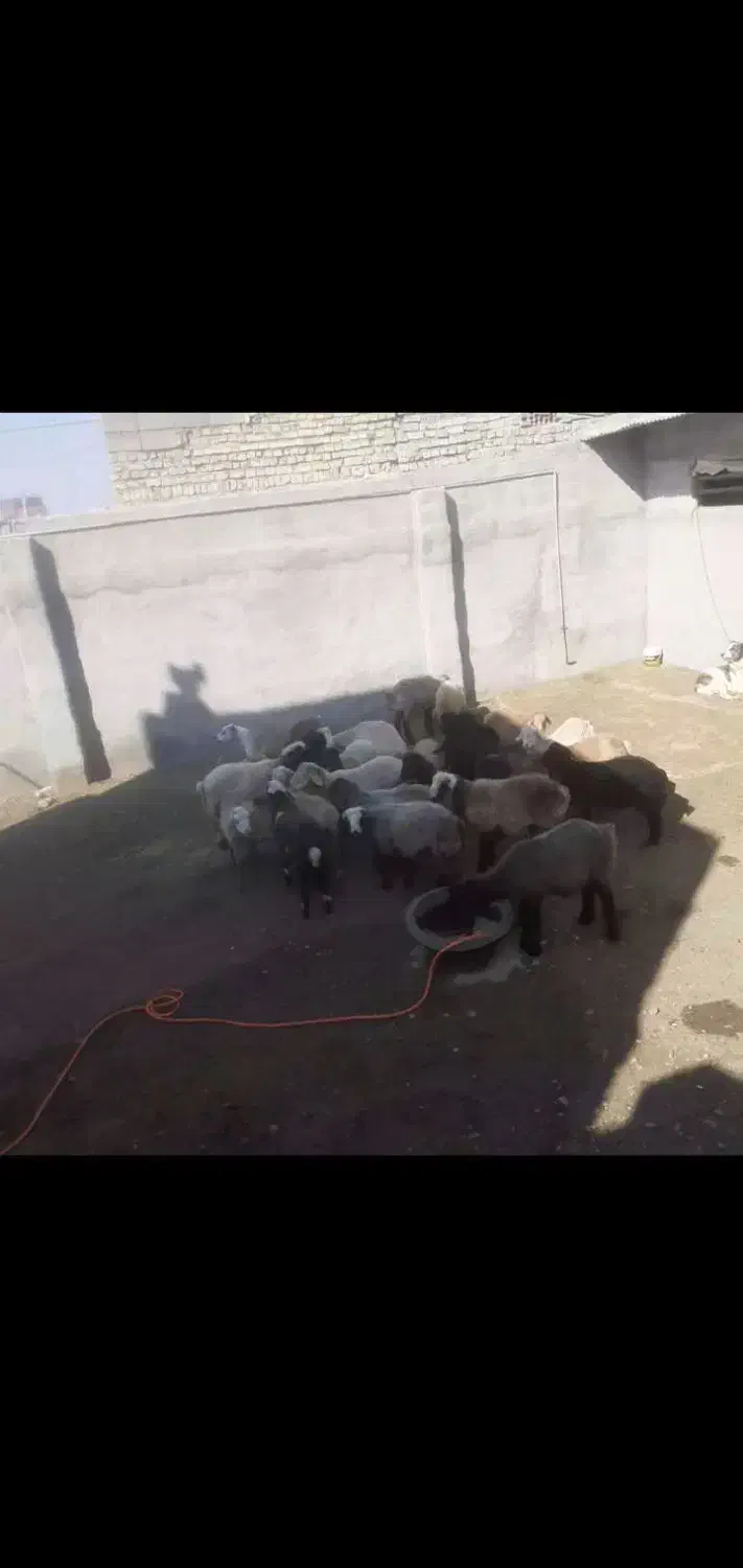 گوسفند بره|حیوانات مزرعه|شیروان (خراسان), |دیوار