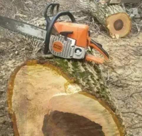 خرید و فروش چوب|خدمات باغبانی و درختکاری|ملایر, |دیوار