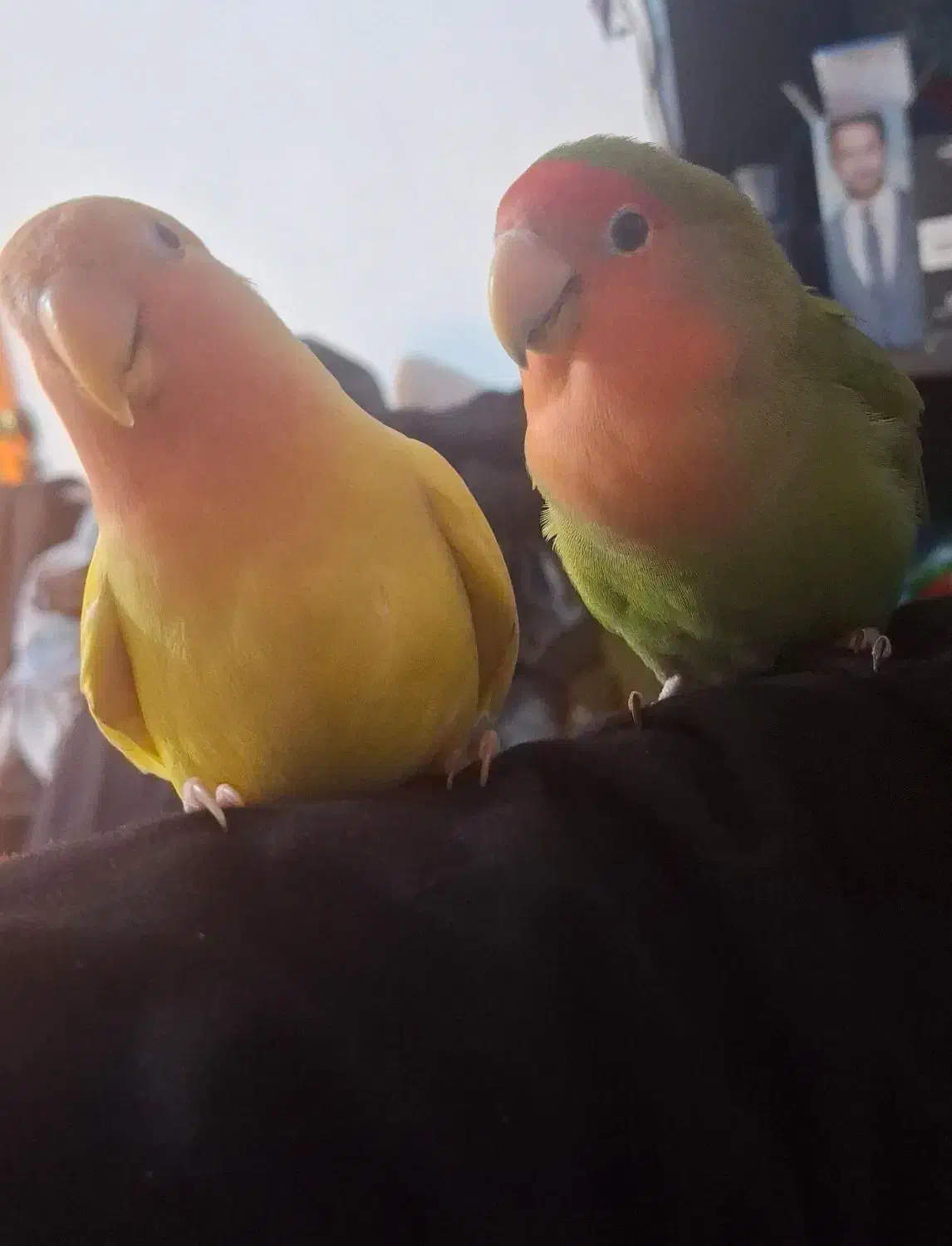 جفت طوطی برزیلی|پرنده|وحدتیه, |دیوار