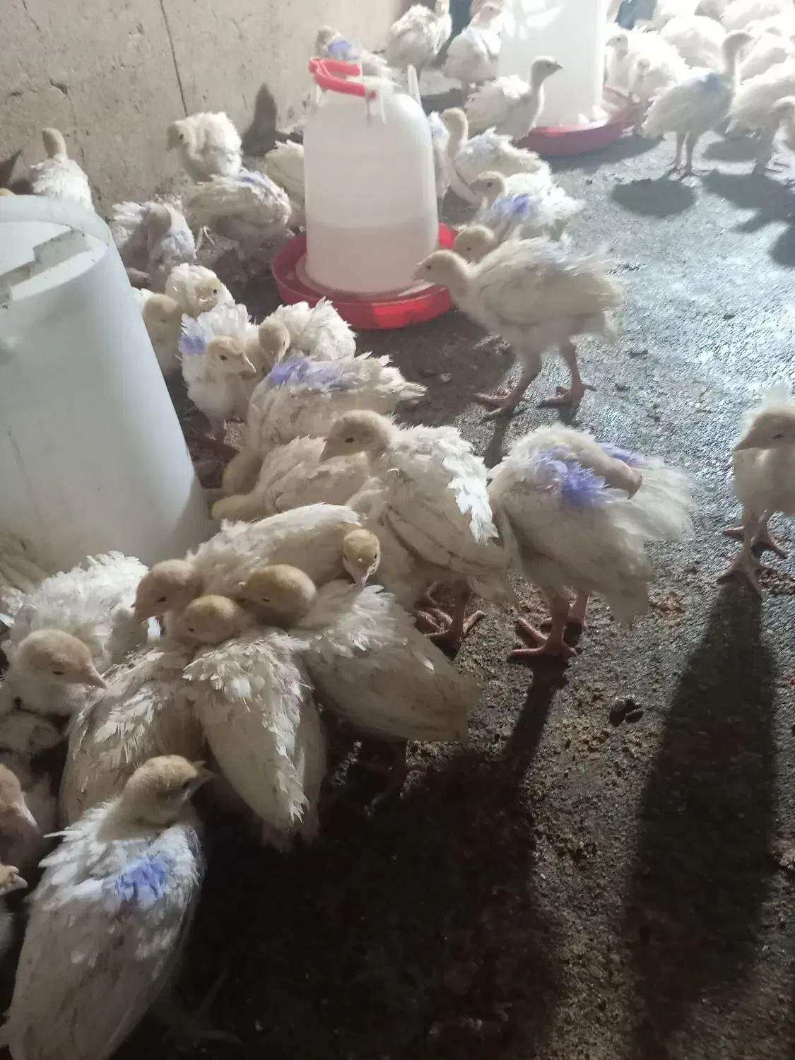 جوجه بوق بیوتی6|حیوانات مزرعه|کنگاور, |دیوار