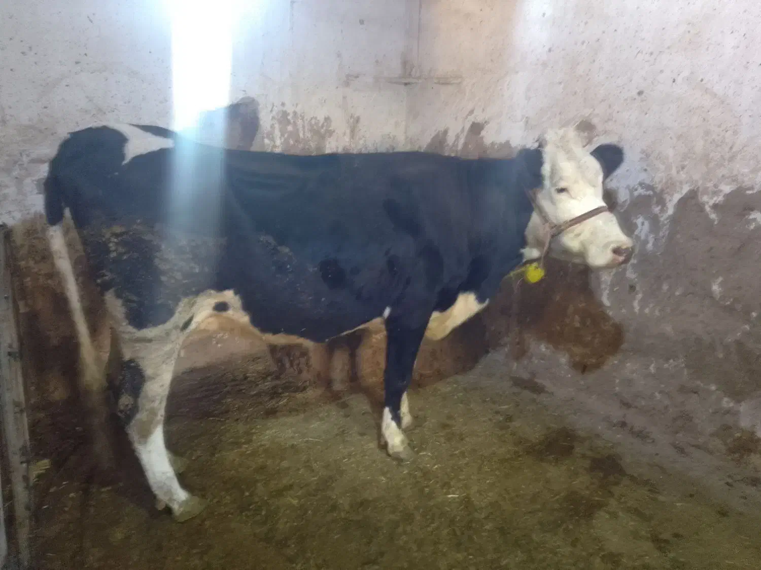 گاو گوساله ماده|حیوانات مزرعه|دینور, |دیوار