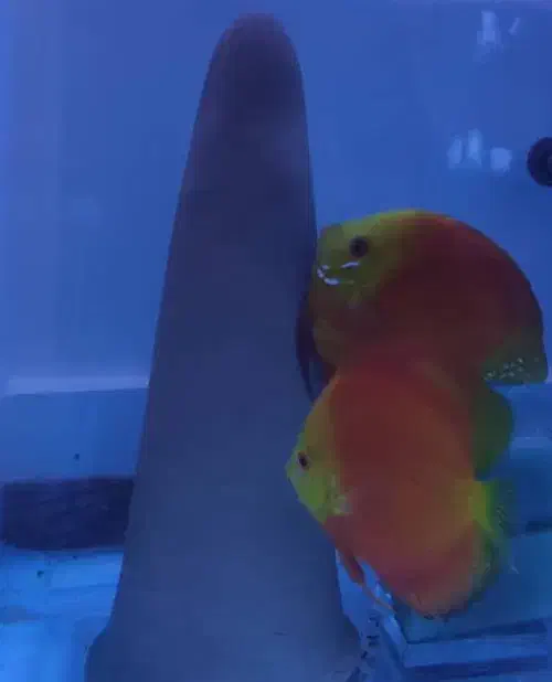 دیسکس مولد|ماهی|ری, شهید غیوری (ابن باویه)|دیوار