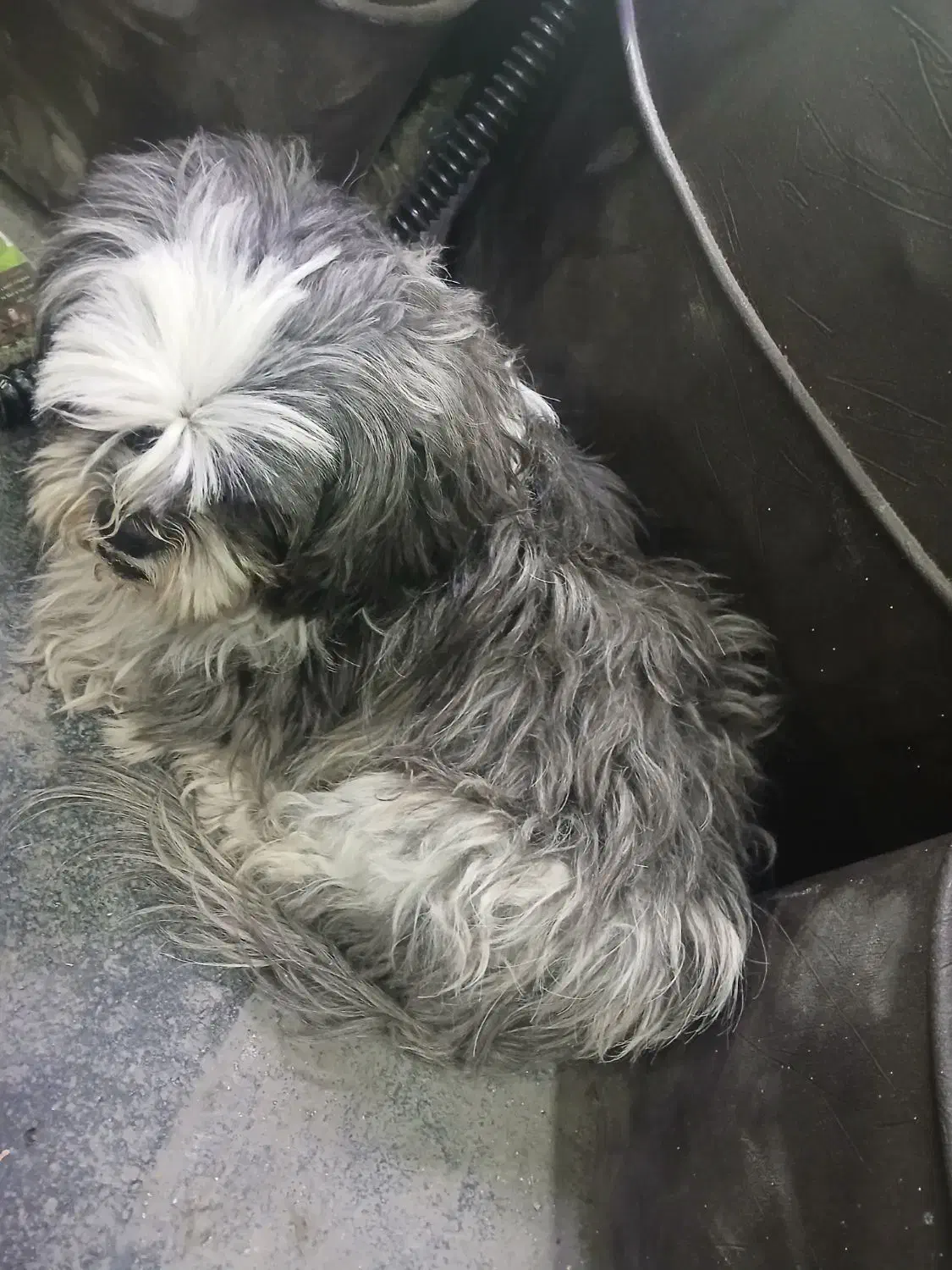 سگ شیتزو|سگ|کرمان, |دیوار