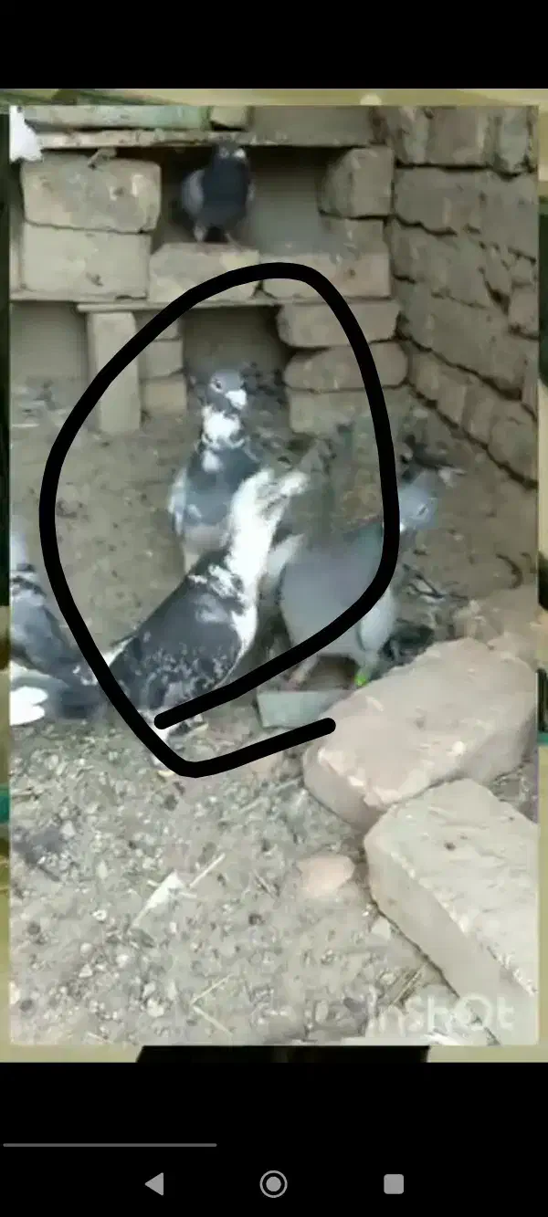 ابلغ گمشده خریدارم ۲م خریدارم|حیوانات|هامون, |دیوار