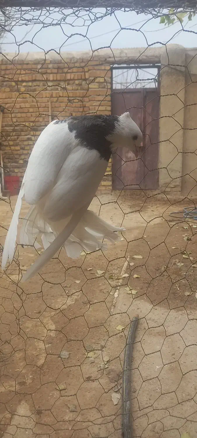 معاوضه طوقی با جوجه نامه بر|پرنده|اسدآباد, |دیوار