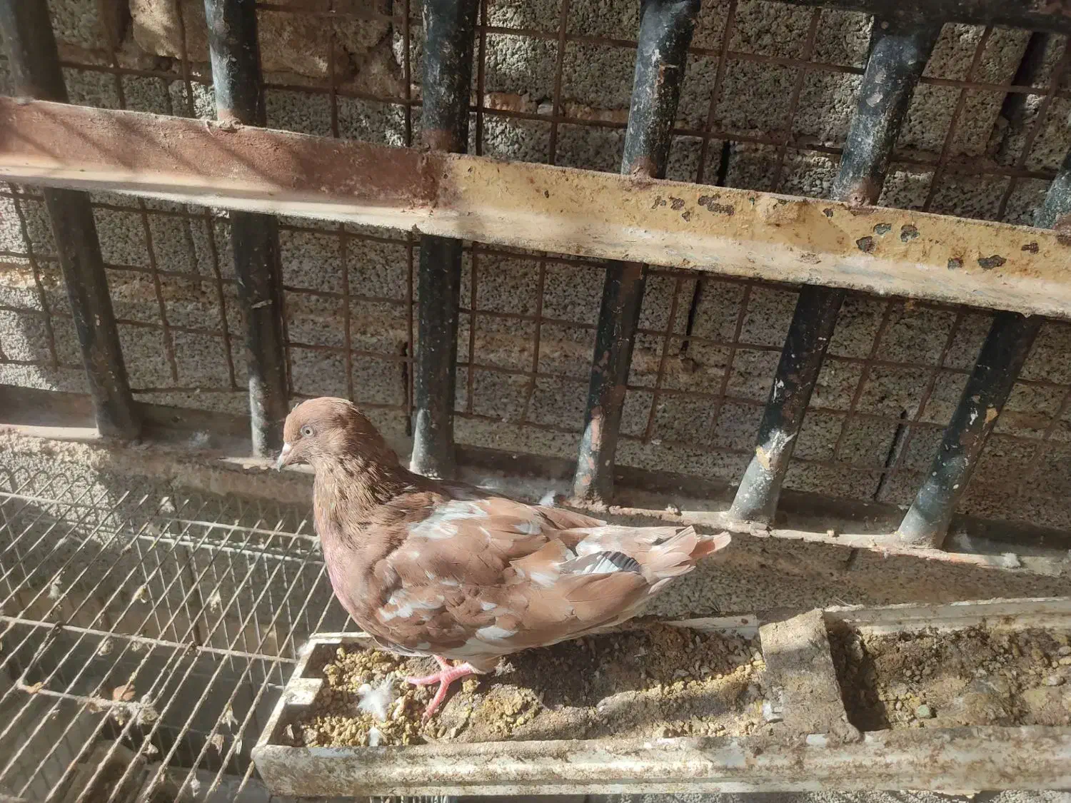 کبوتر کله ای|پرنده|امیدیه, |دیوار