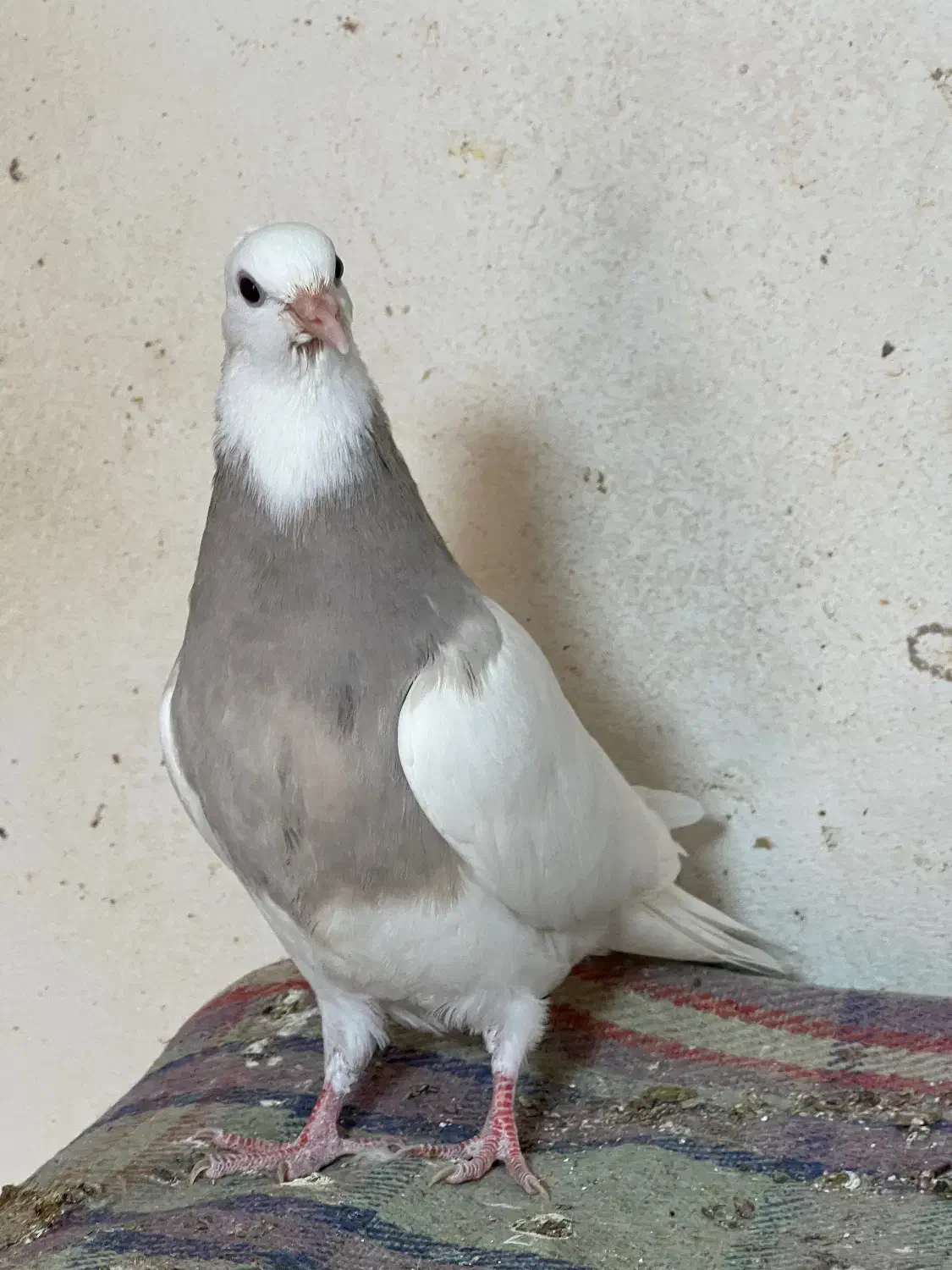 چند عدد جوجه طوقی خوب اجری و سرکه ای|پرنده|خورموج, |دیوار