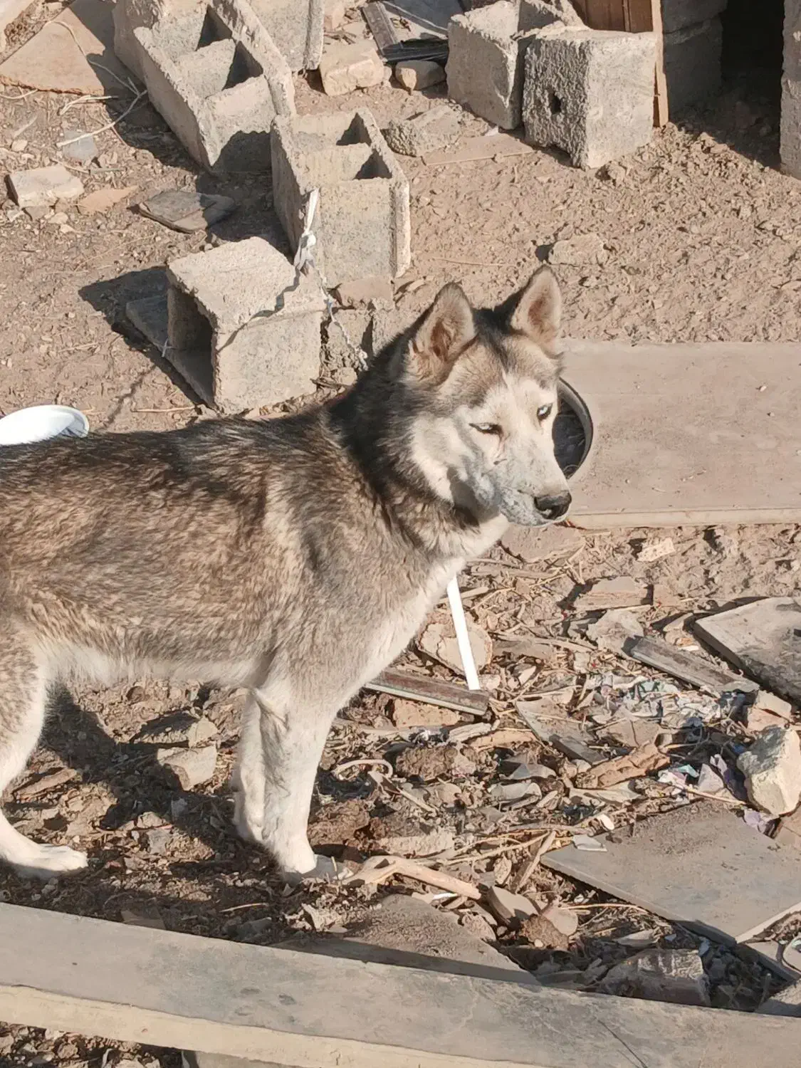 سگ هاسکی|سگ|اصفهان, دنارت|دیوار