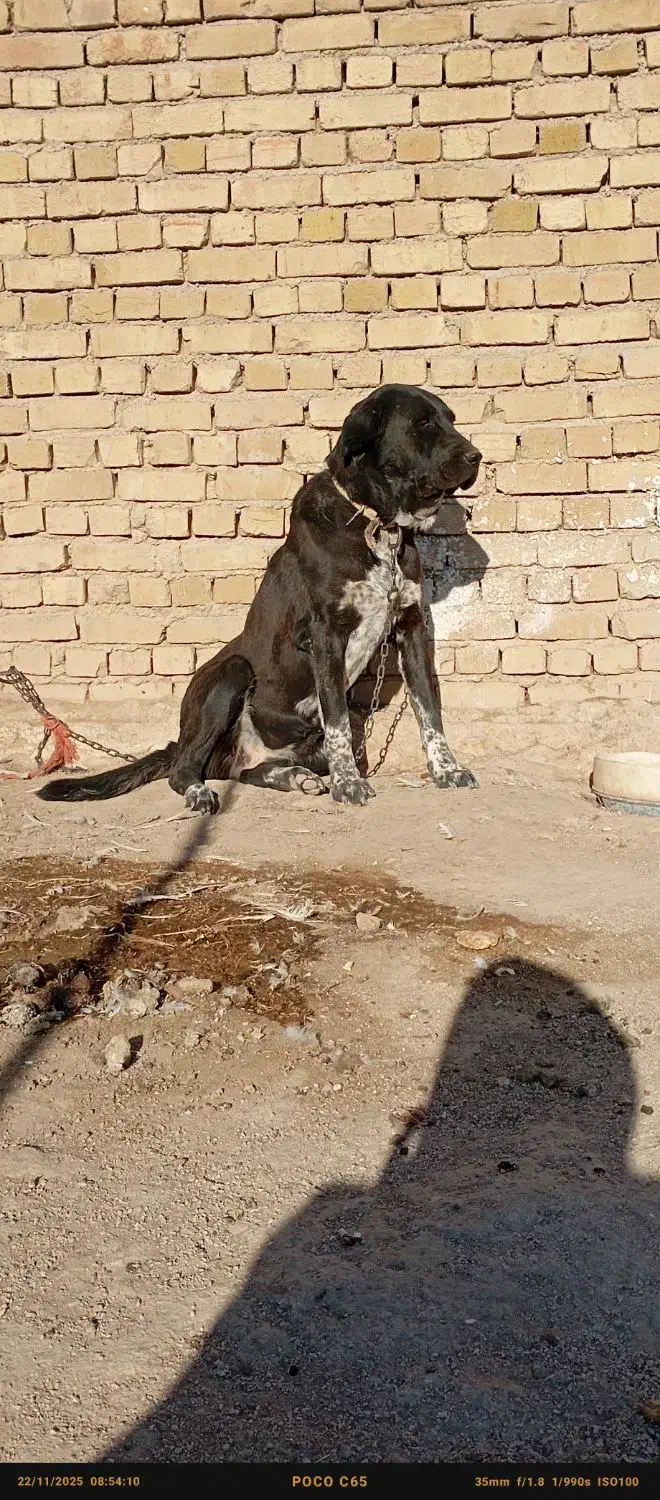 واگذاری سگ ماده|سگ|کبودرآهنگ, |دیوار