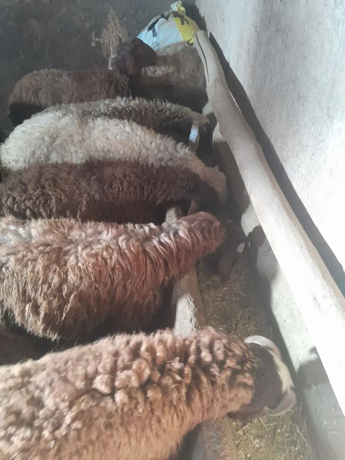 بره نر|حیوانات مزرعه|دهگلان, |دیوار