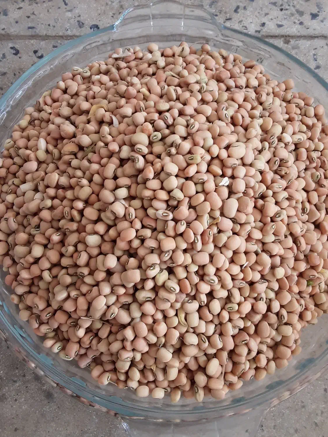 لوبیا محلی|خوردنی و آشامیدنی|ایوان, |دیوار