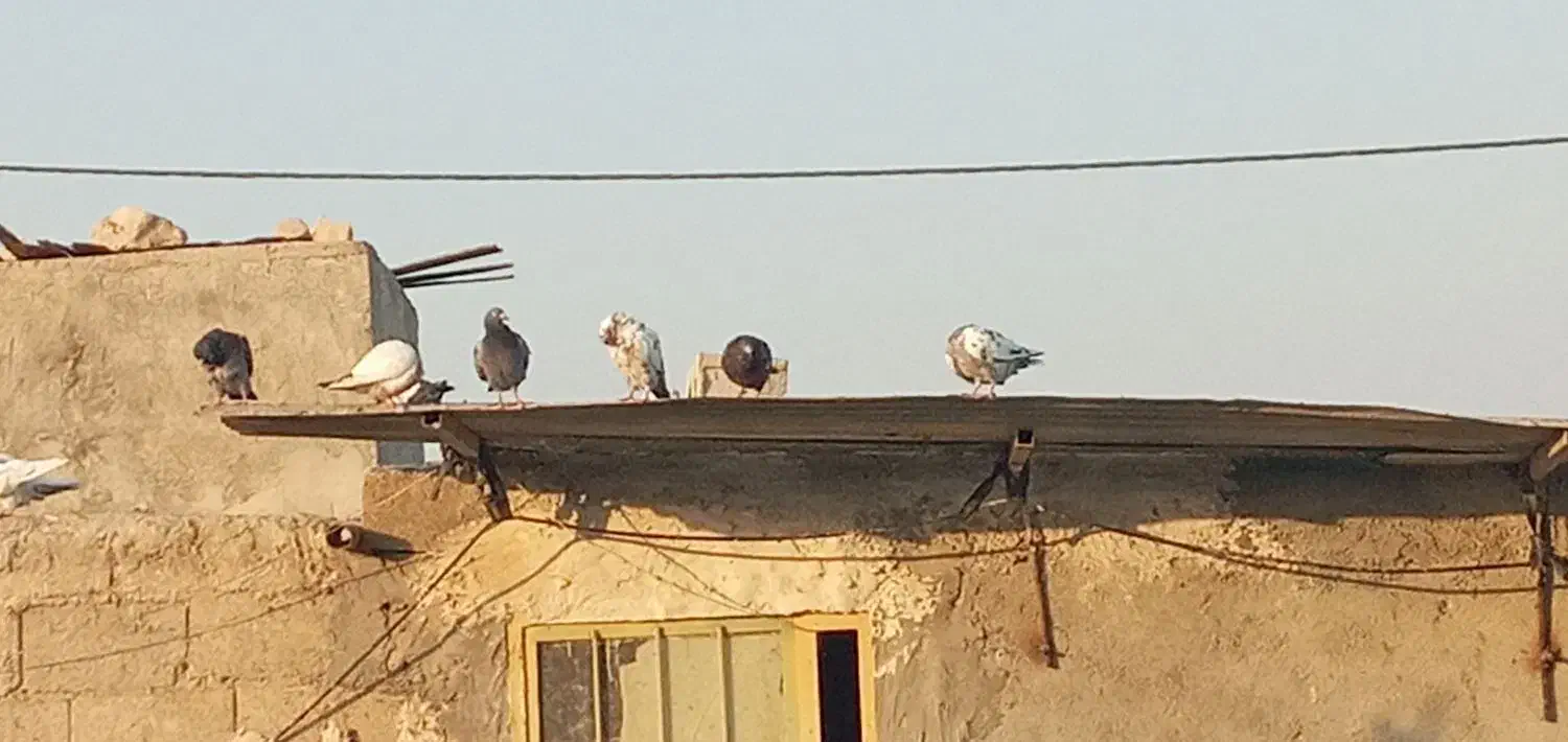 کفتر|پرنده|خورموج, |دیوار