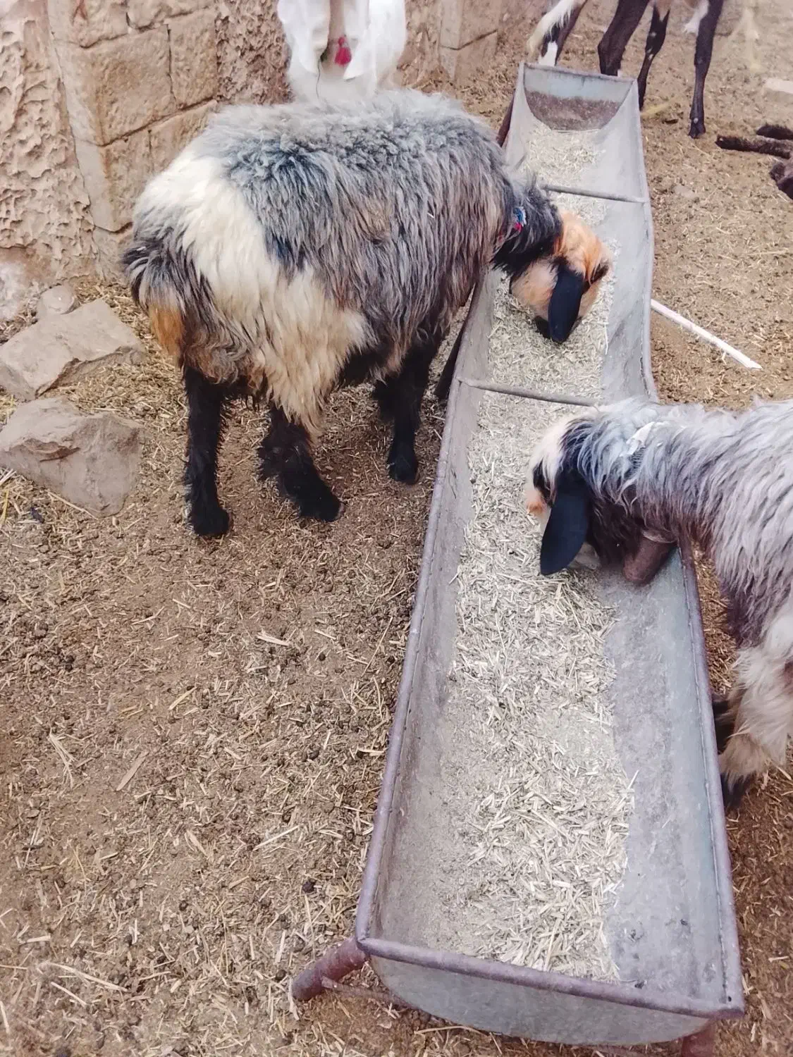 دوتا میش نزدیک زا جوان|حیوانات مزرعه|مسجد سلیمان, |دیوار