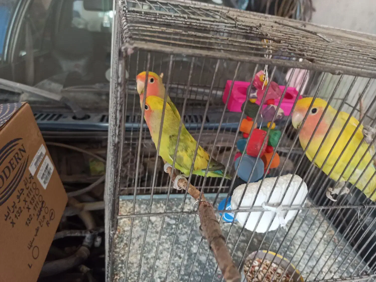 طوطی برزیلی|پرنده|اقبالیه, |دیوار