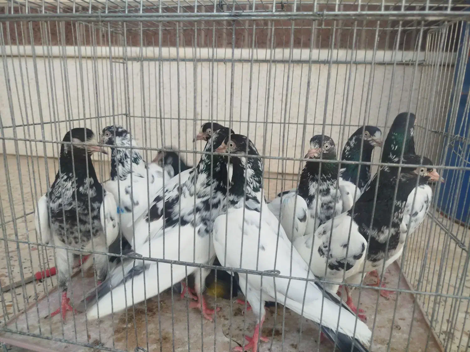 کبوتر تیدی اصل|پرنده|شیراز, اکبر آباد|دیوار