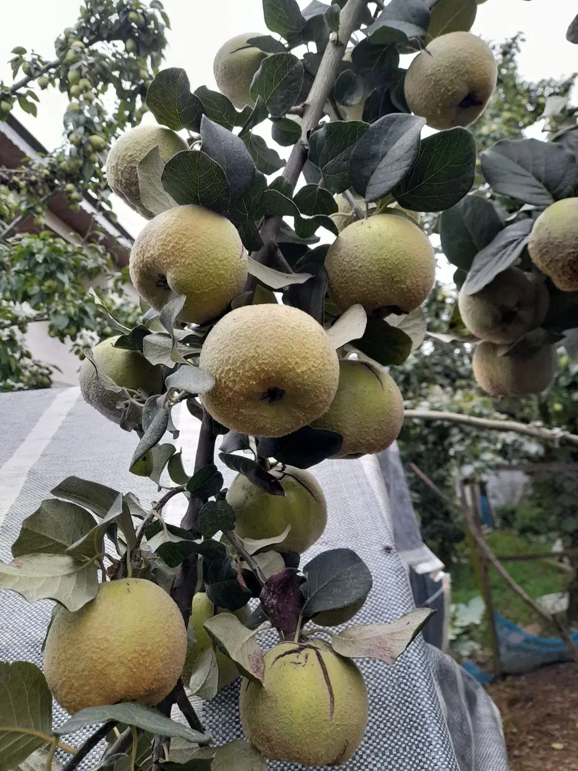 رسیدگی تخصصی به درختان میوه و باردهی|خدمات باغبانی و درختکاری|سنگر, |دیوار