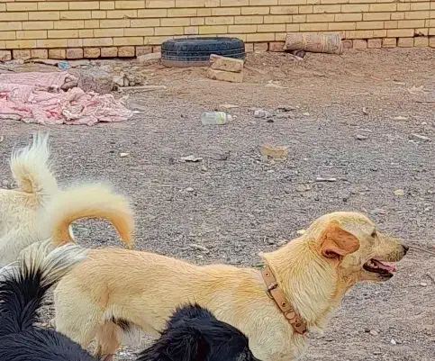 سگ پاکوتا|سگ|رفسنجان, |دیوار