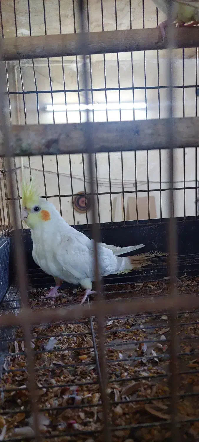 عروس هلندی ۲تا|پرنده|قم, کاسه گران|دیوار