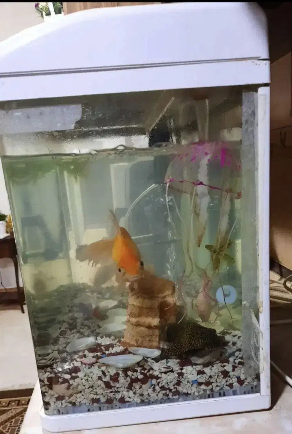 آکواریوم همراه با ماهیاش|ماهی|بوشهر, |دیوار