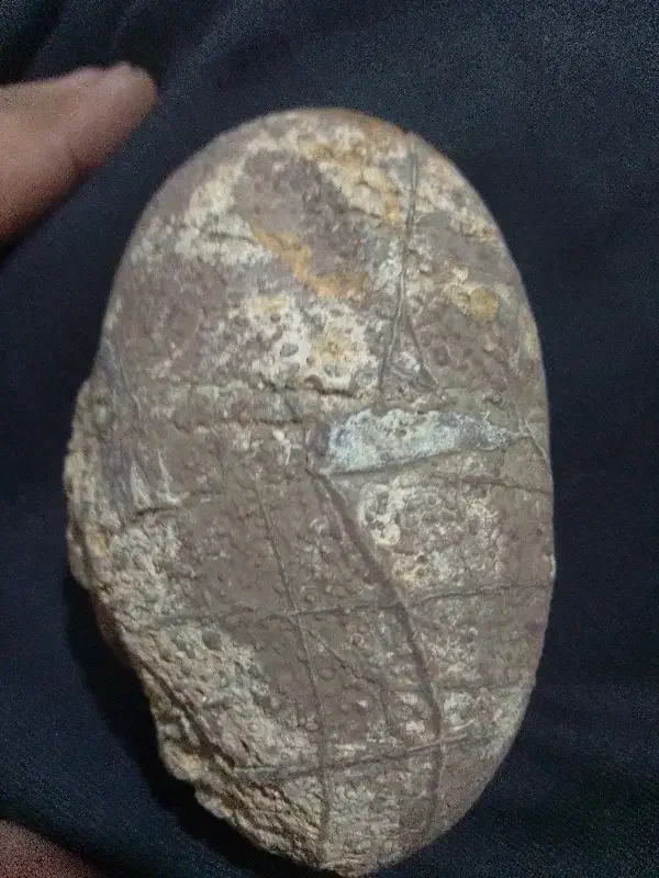 فسیل تخم دایناسور پرند|کلکسیون و سرگرمی|قیدار, |دیوار