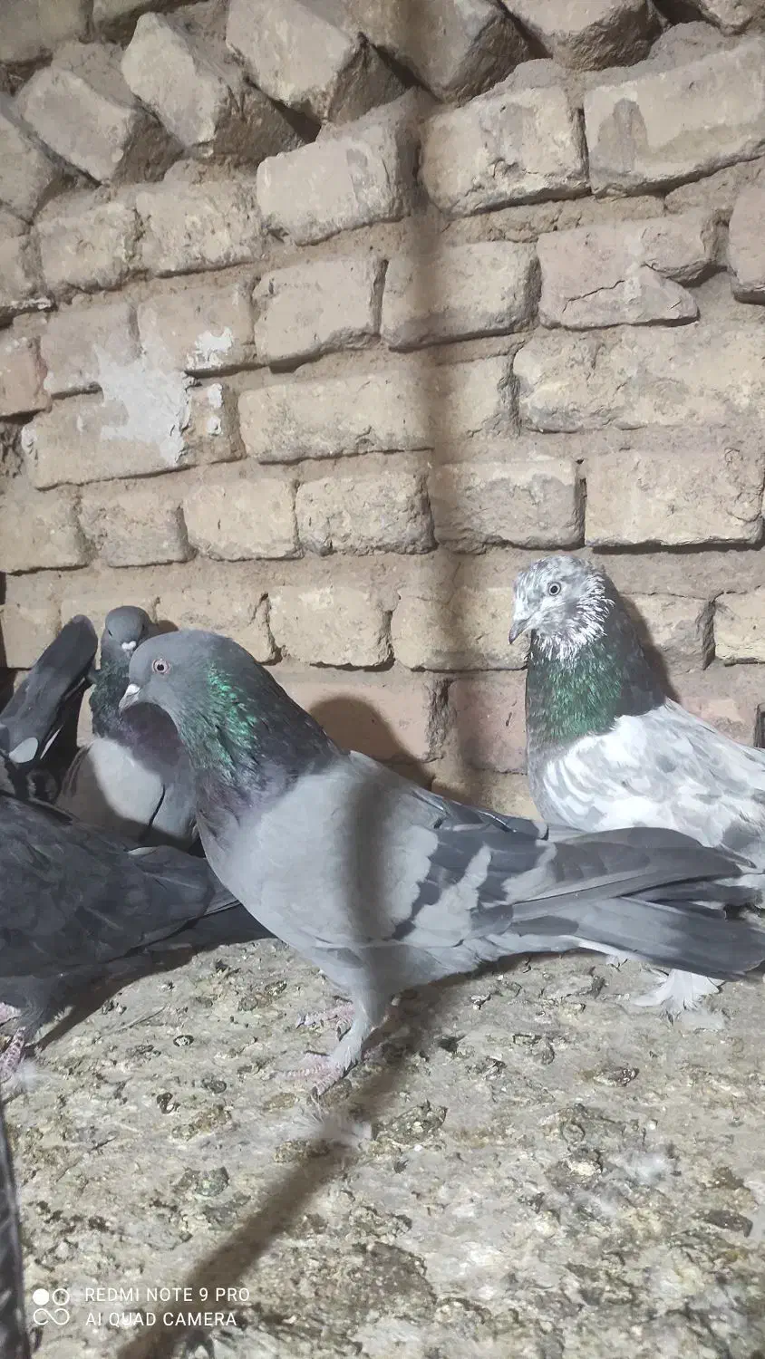 کبوتر پر زنگی|پرنده|بن, |دیوار