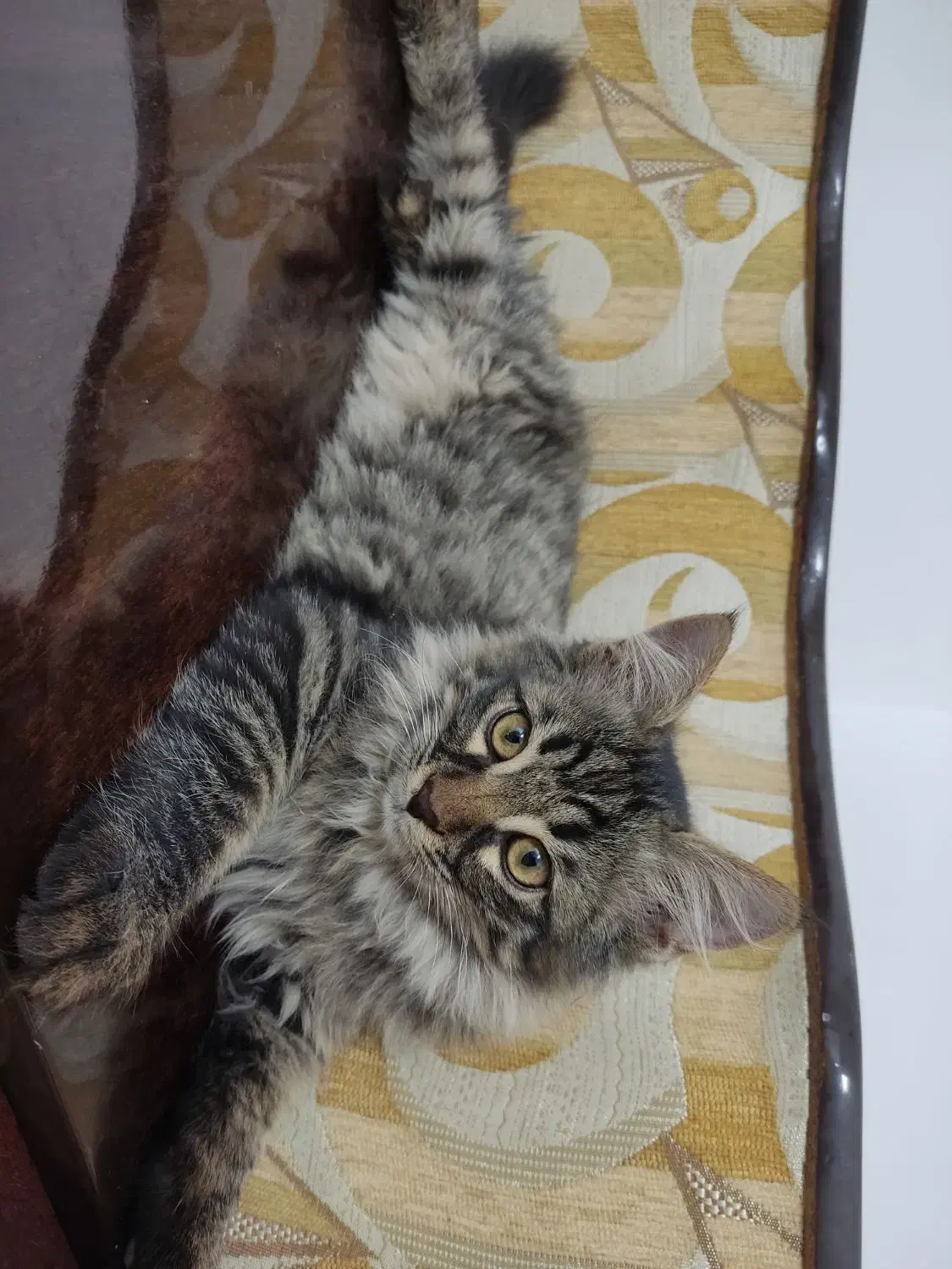 واگذاری گربه|گربه|یزد, |دیوار