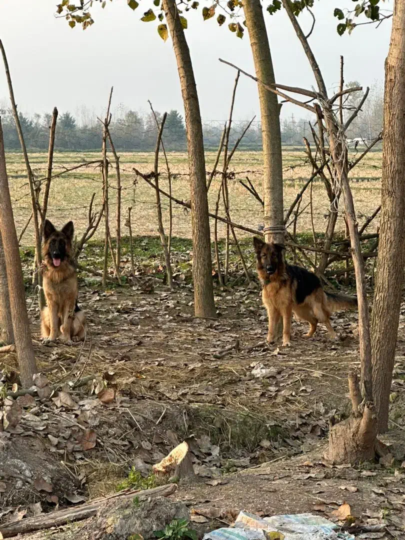 دو قلاده ژرمن شپرد برای فروش با قیمت منصفانه|سگ|رشت, حومه رشت|دیوار