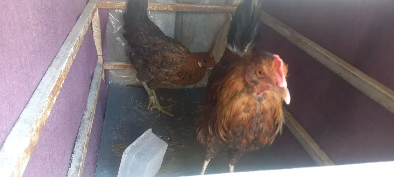 مرغ وخروس اصیل محلی|حیوانات مزرعه|اندیمشک, |دیوار