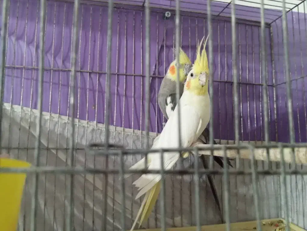 معاوضه جفت عروس هلندی|پرنده|داراب, |دیوار