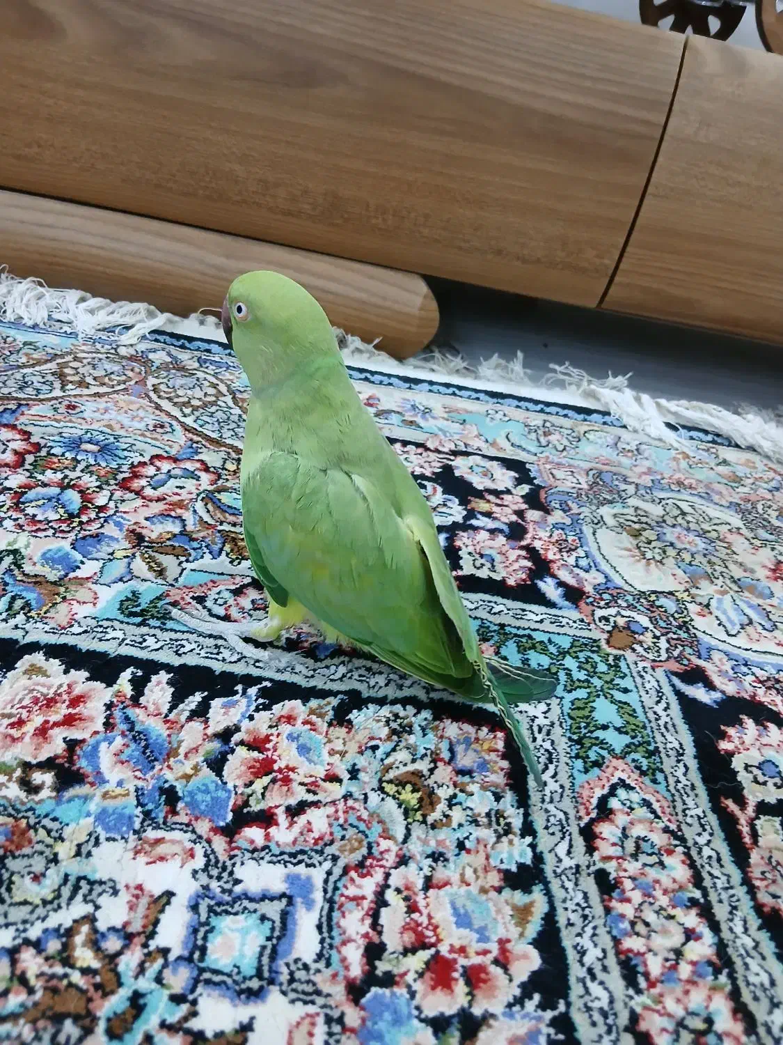 طوطی ملنگو ماده|پرنده|بوشهر, |دیوار