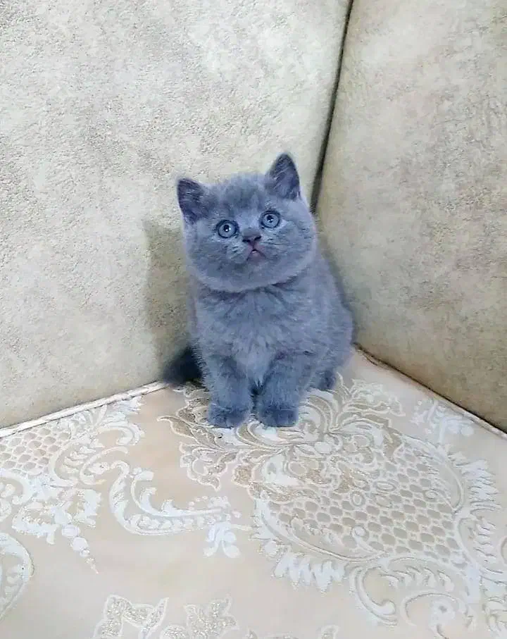 بچه گربه های مستقر در شیراز|گربه|شیراز, فرگاز|دیوار